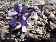 Jamesbrittenia pristisepala