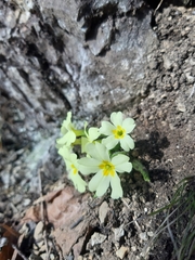 Primula vulgaris