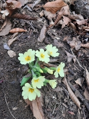Primula vulgaris