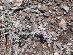 Jamesbrittenia pristisepala