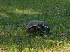 Gopherus polyphemus