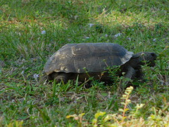 Gopherus polyphemus