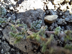 Jamesbrittenia pristisepala