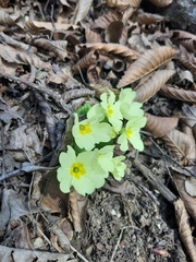 Primula vulgaris