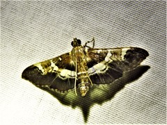 Desmia albisectalis