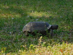 Gopherus polyphemus