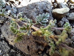 Jamesbrittenia pristisepala