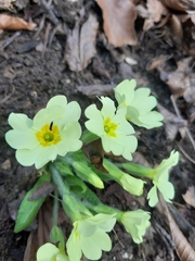 Primula vulgaris