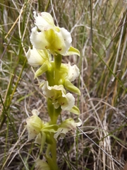 Pterygodium hastatum