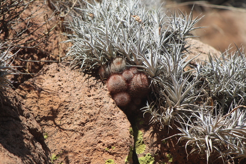 Mammillaria crinita