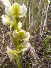 Pterygodium hastatum