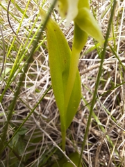 Pterygodium hastatum