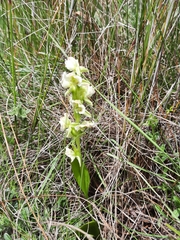 Pterygodium hastatum