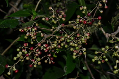 Ardisia nigropunctata