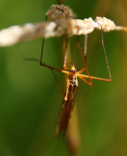 Bittacus kimminsi photo 3