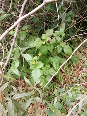Bidens biternata