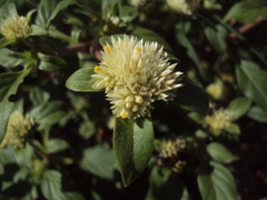 Gomphrena martiana
