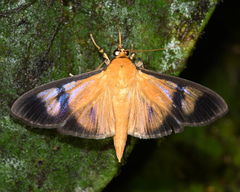 Phostria dohrnii