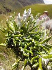 Senecio haygarthii