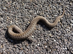 Vipera aspis zinnikeri