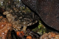 Limnonectes deinodon