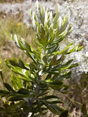 Senecio haygarthii