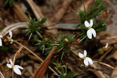 Stylidium repens