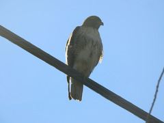Buteo jamaicensis