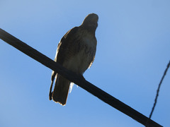 Buteo jamaicensis