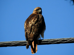 Buteo jamaicensis