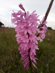 Watsonia pulchra