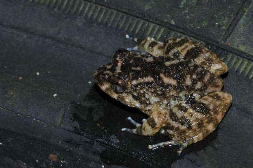 Corrugated Frog, Limnonectes deinodon