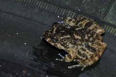 Limnonectes deinodon