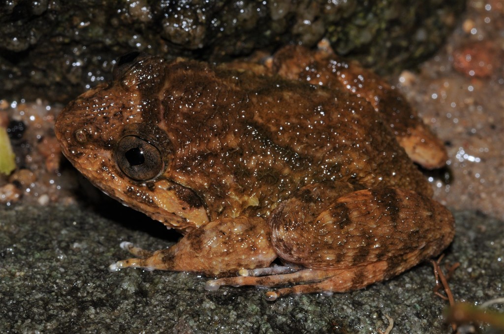 Flat-headed Corrugated Frog (Limnonectes deinodon)