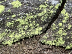 Chrysothrix onokoensis