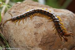 Scolopendra cingulata