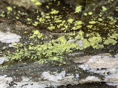 Chrysothrix onokoensis