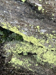 Chrysothrix onokoensis