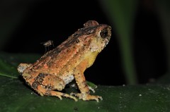 Ingerophrynus parvus