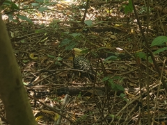 Celeus flavescens