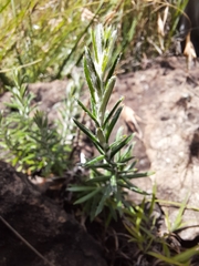 Athrixia angustissima