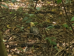 Celeus flavescens