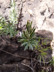 Athrixia angustissima