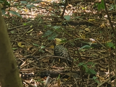 Celeus flavescens