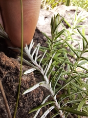 Athrixia angustissima