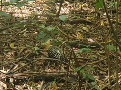 Celeus flavescens