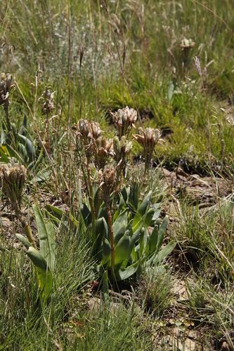 Image of Aloe ecklonis by (c) Tony Rebelo, some rights reserved (CC BY-SA)