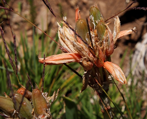 Image of Aloe ecklonis by (c) Tony Rebelo, some rights reserved (CC BY-SA)