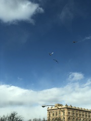 Columba livia domestica