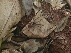 Lycosinae